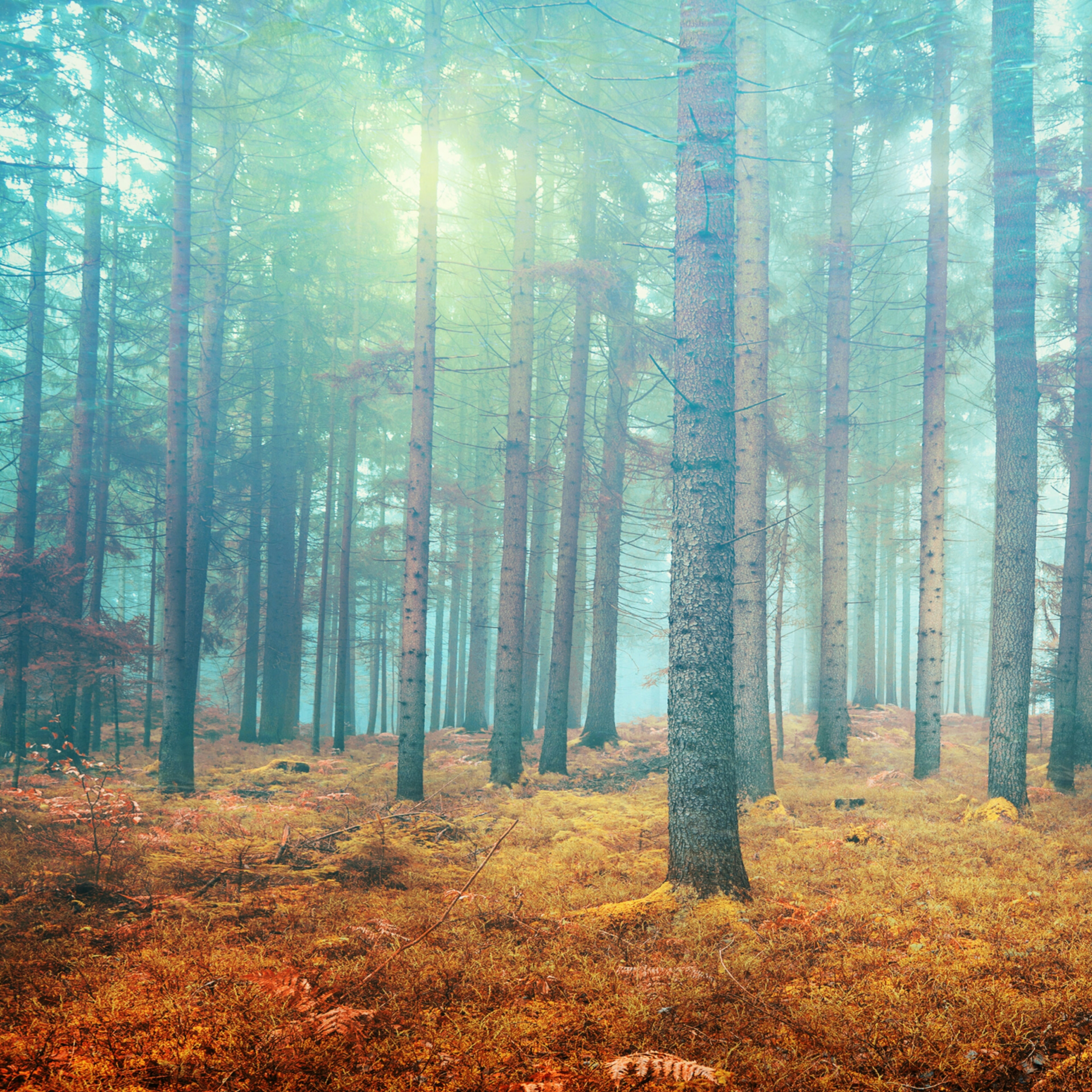 Forest Simple High Resolution Wallpaper - Cool HD ...