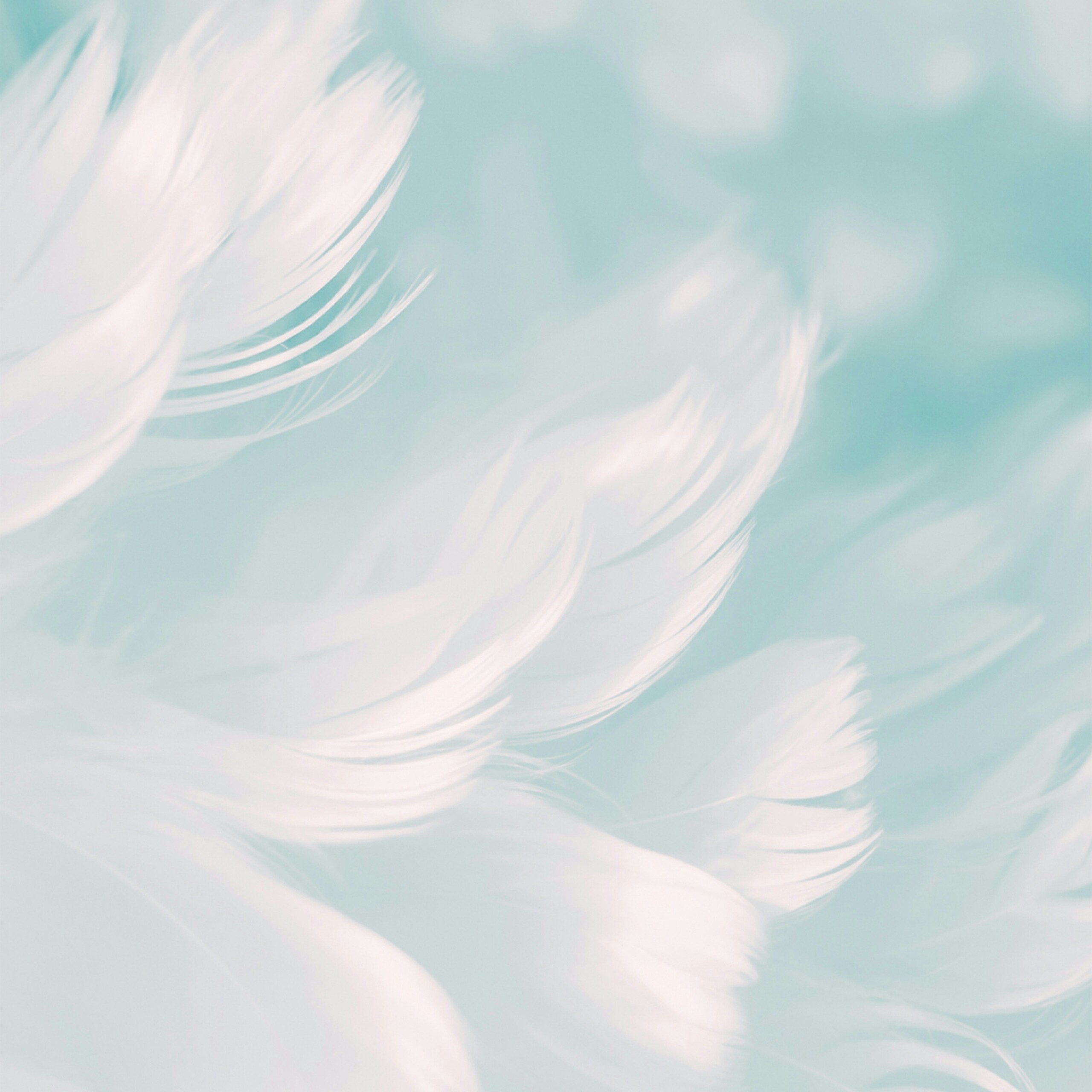 White Feathers Cool Simple Backgrounds Abstract QHD Free Download - Cool HD Wallpapers ...